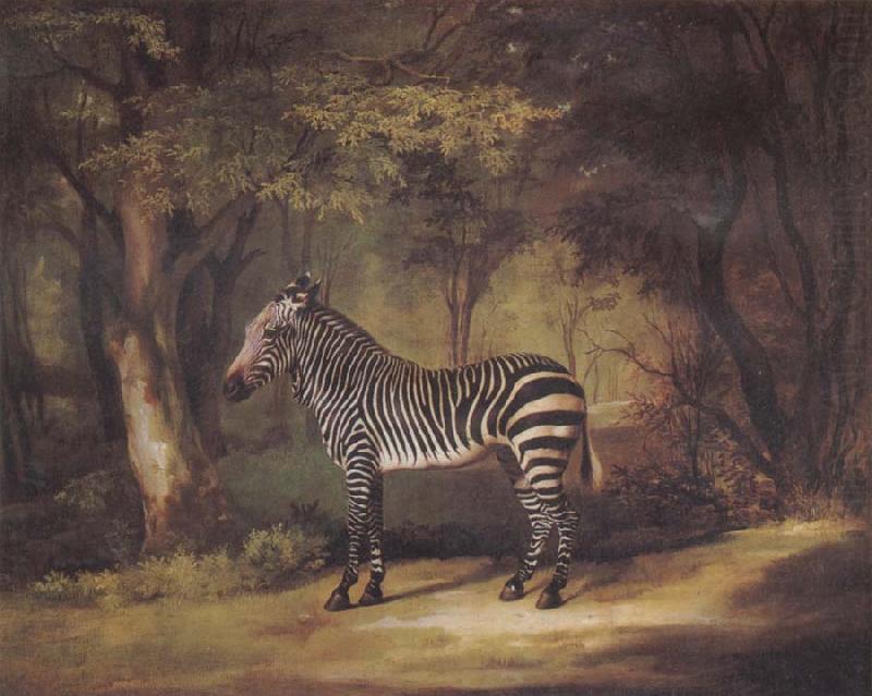 George Stubbs A Zebra china oil painting image